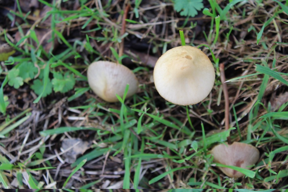 es champignons sont des eucaryotes pluricellulaires ou unicellulaires Fy_1818