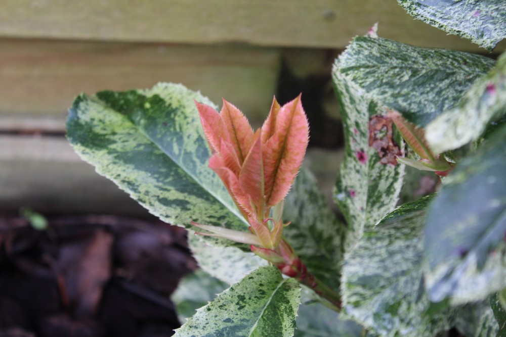 Photinia 'Pink Crispy' Fy_2619