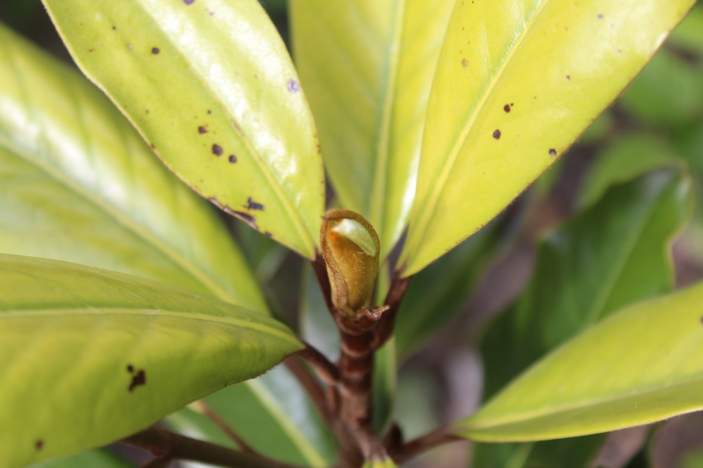 Magnolia persistant Purpan Gop_1911