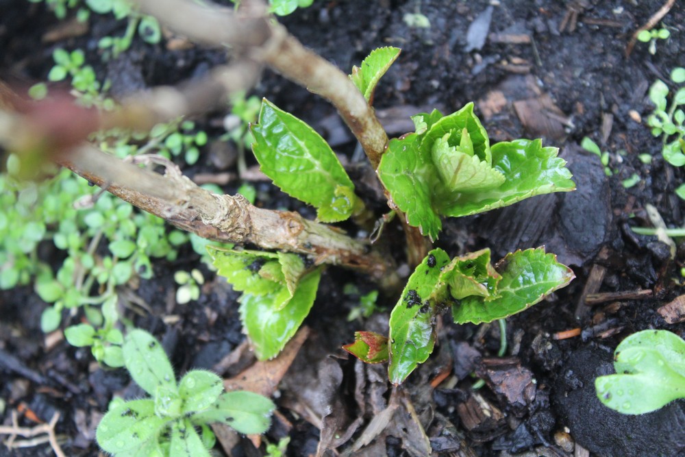 Hortensia Gu_3026