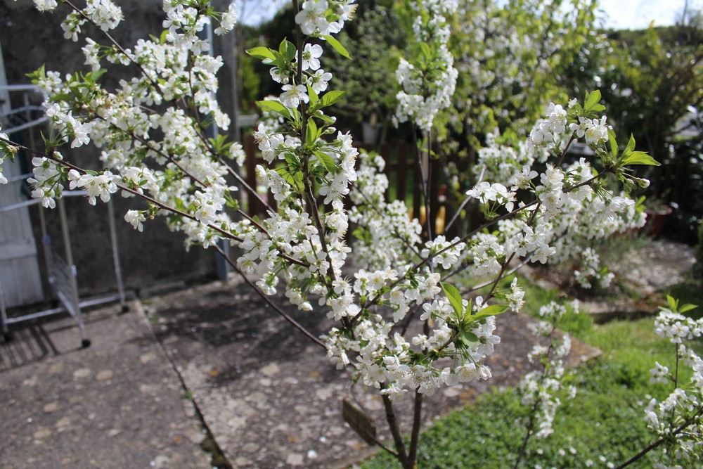 Cerisier espèces d'arbres du genre Prunus de la famille des Rosaceae Gui_3210