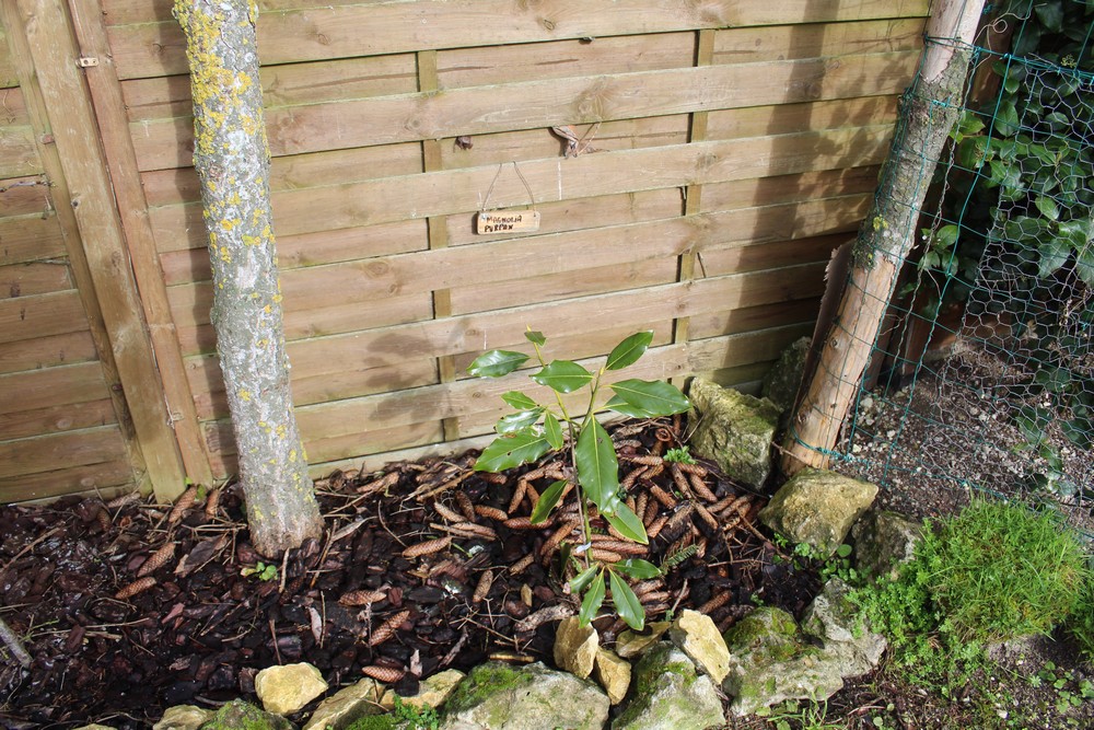 Magnolia persistant Purpan Gyu_2712