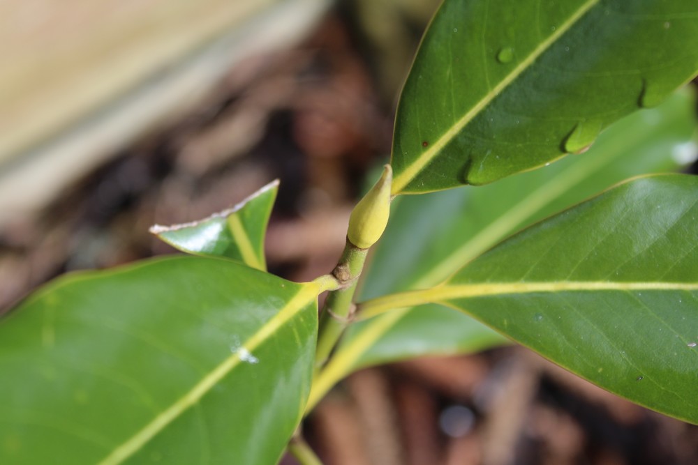 Magnolia persistant Purpan Gyu_2812