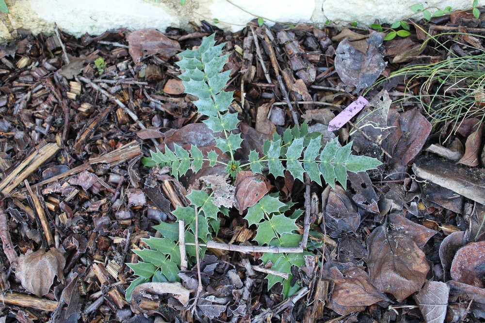 Mahonia bealei Hi_1328