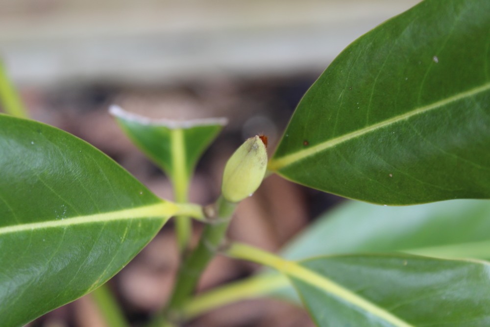 Magnolia persistant Purpan Hio_4711