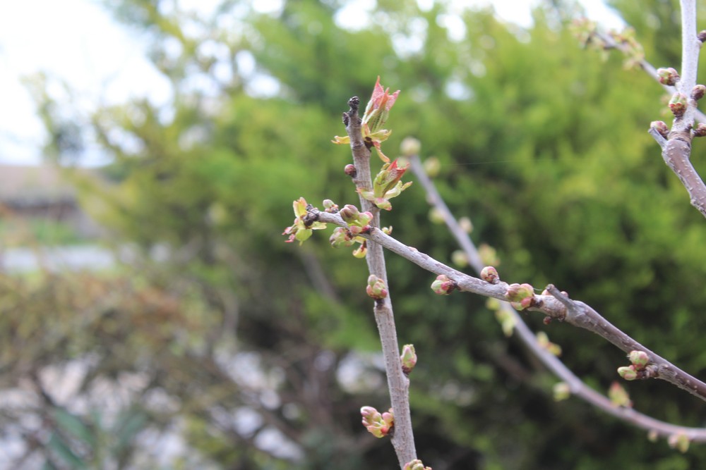 Cerisier espèces d'arbres du genre Prunus de la famille des Rosaceae Hipo_219