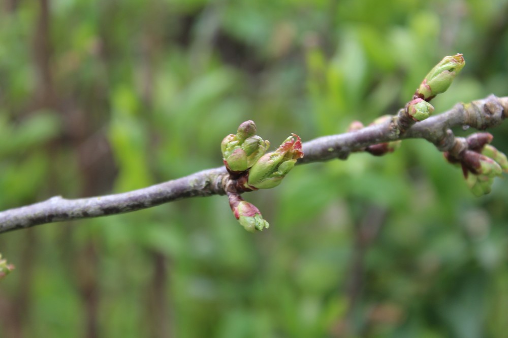 Cerisier espèces d'arbres du genre Prunus de la famille des Rosaceae Hipo_710