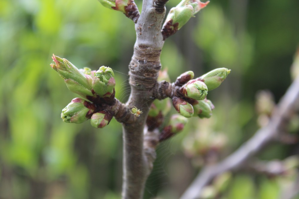 Cerisier espèces d'arbres du genre Prunus de la famille des Rosaceae Hipo_810
