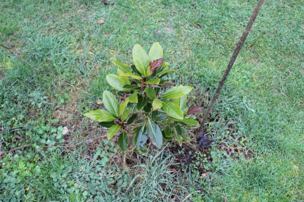Magnolia persistant 'Little Gem' Hk_3011