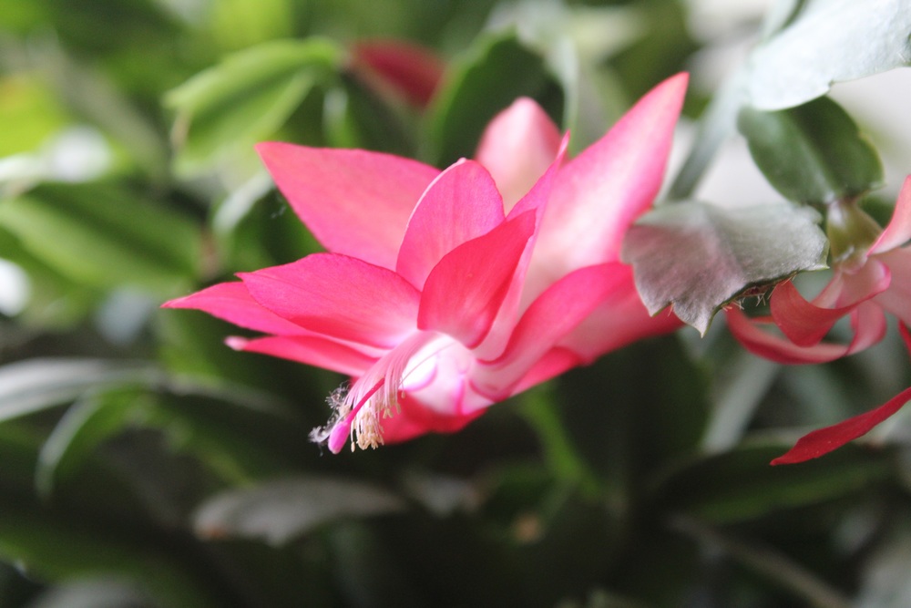 Schlumbergera Hop_1512