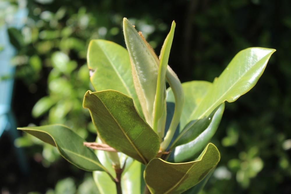 Magnolia persistant Galissoniensis Hop_1513