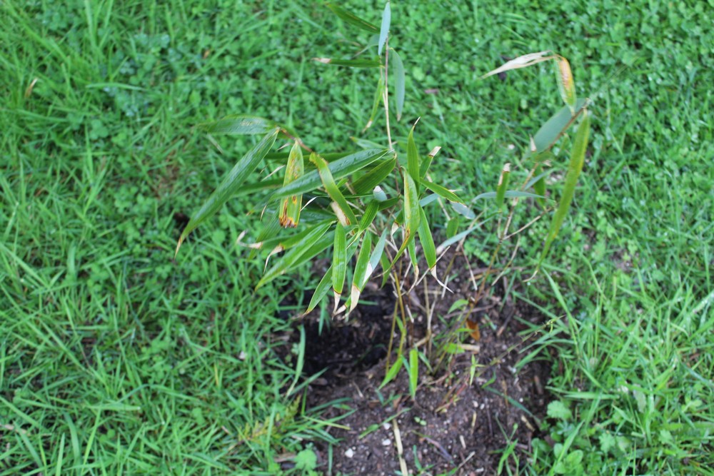 Bambou Fargesia robusta Hop_1611