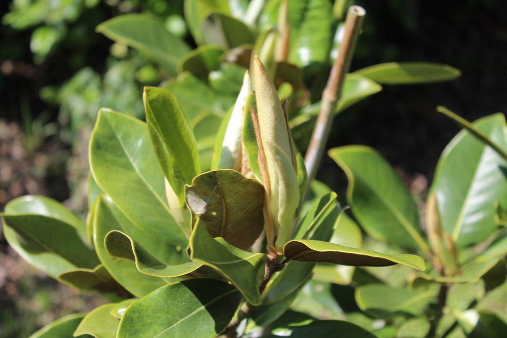 Magnolia persistant Galissoniensis Hop_1613