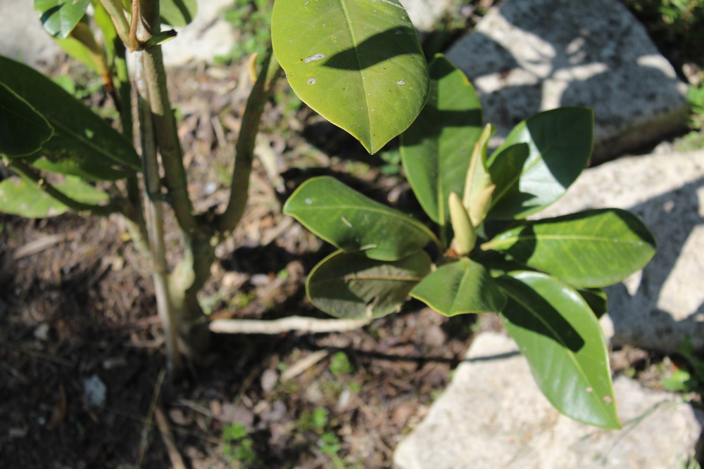 Magnolia persistant Galissoniensis Hop_1713