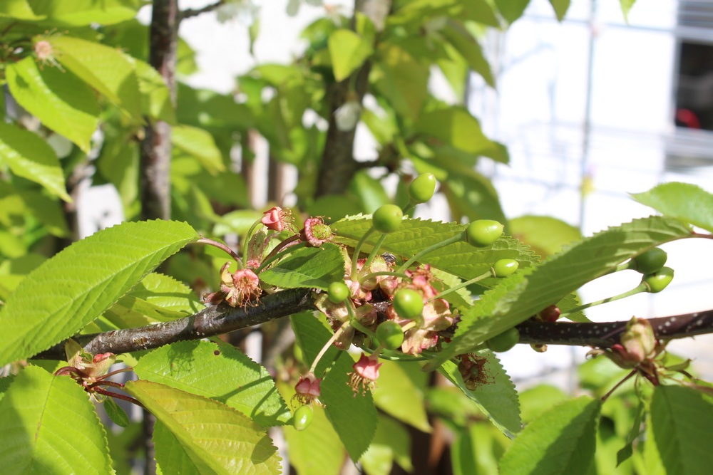 Cerisier espèces d'arbres du genre Prunus de la famille des Rosaceae Hop_2012
