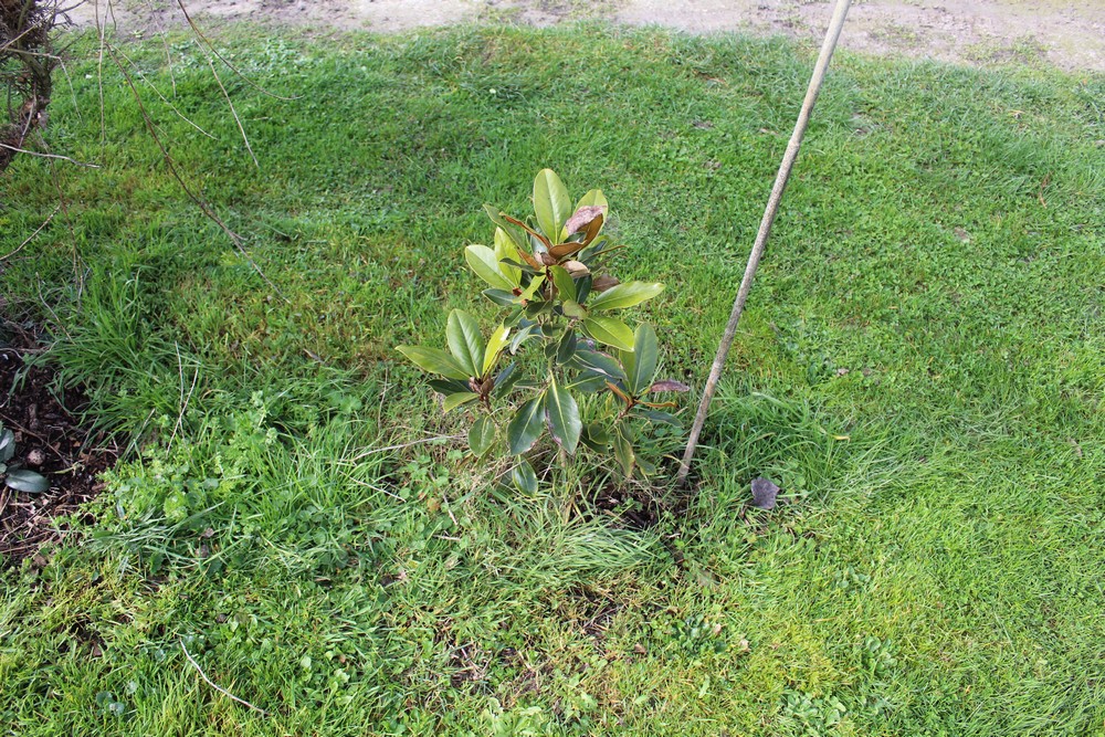 Magnolia persistant 'Little Gem' Hop_2110