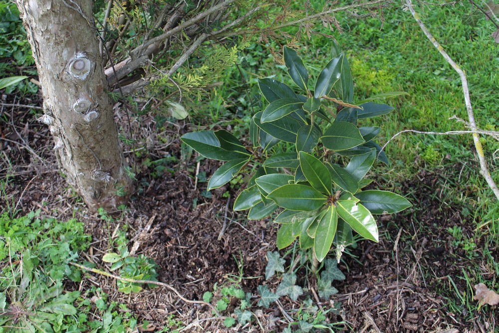 Magnolia persistant 'Little Gem' Hop_2310