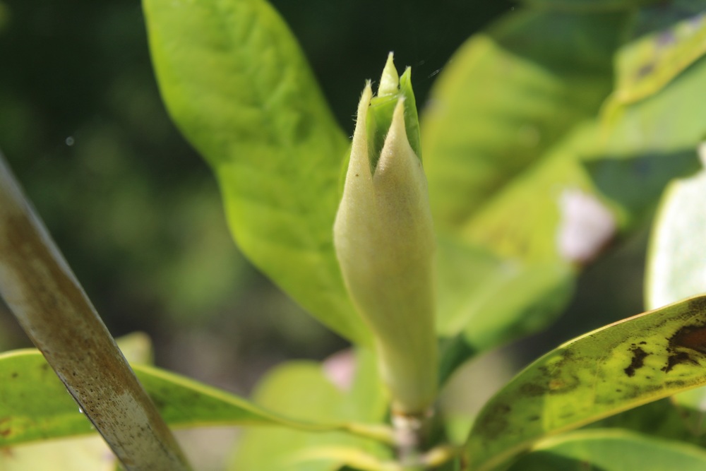 Magnolia persistant Galissoniensis Hop_415