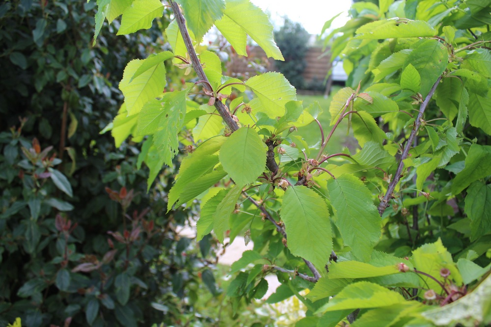 Cerisier espèces d'arbres du genre Prunus de la famille des Rosaceae Hop_5511