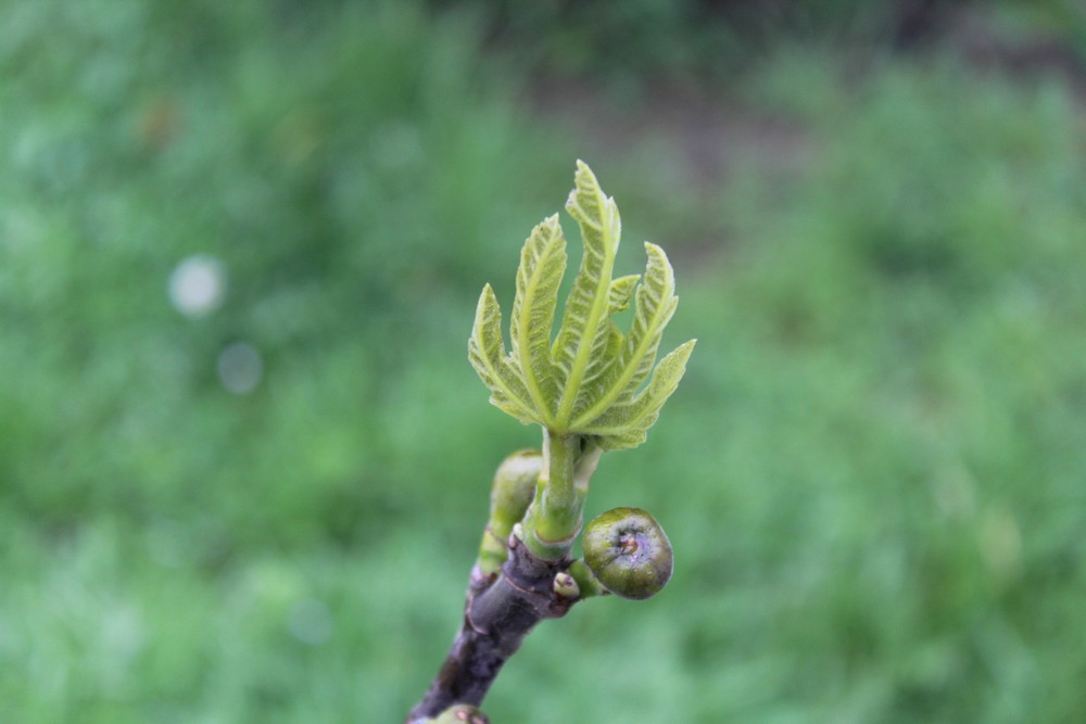 Figuier 'Cercle vert' Hop_6911