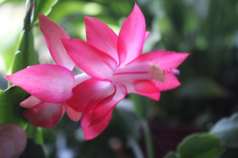 Schlumbergera Hop_713