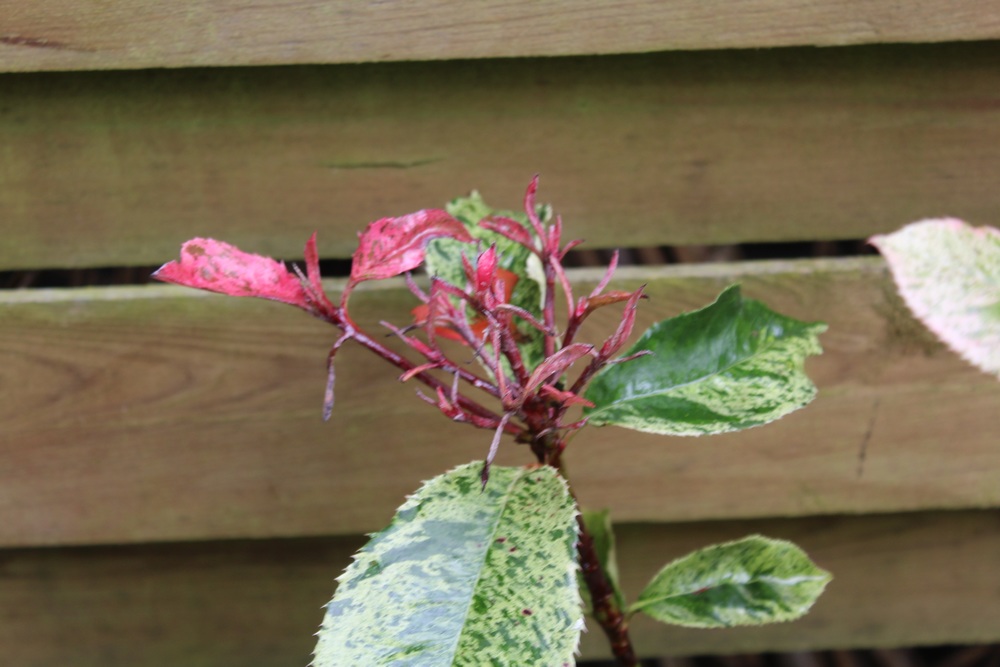 Photinia 'Pink Crispy' Hp_2117