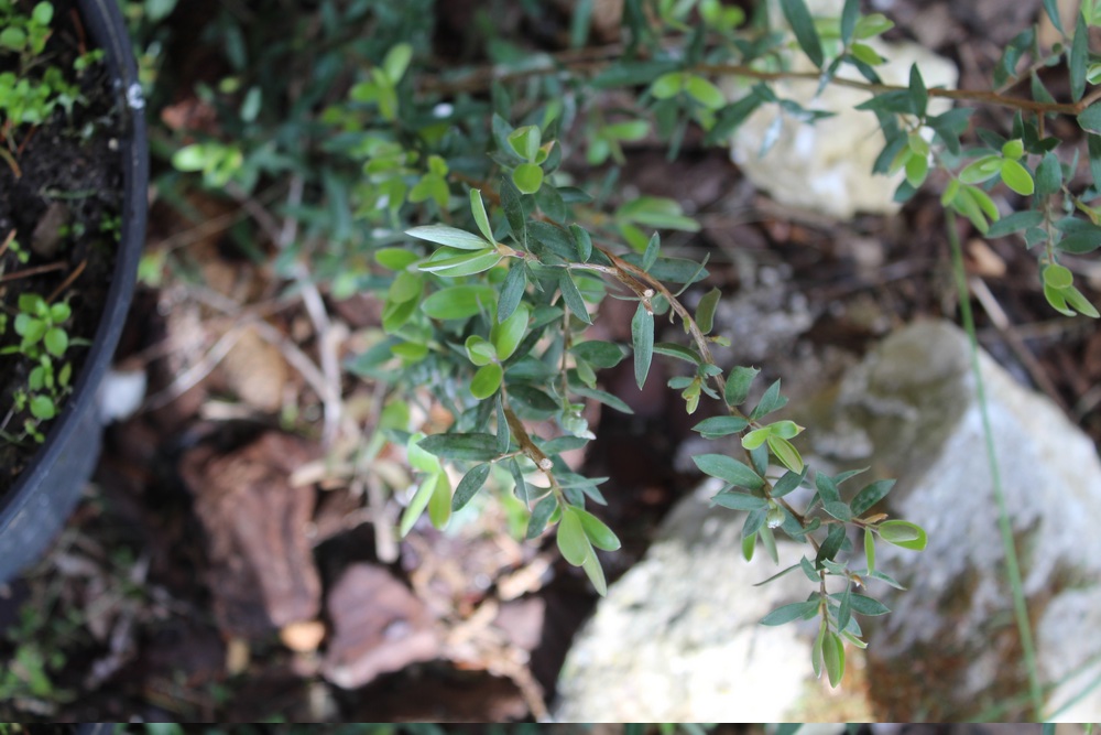 Leptospermum argenté Hpy_710