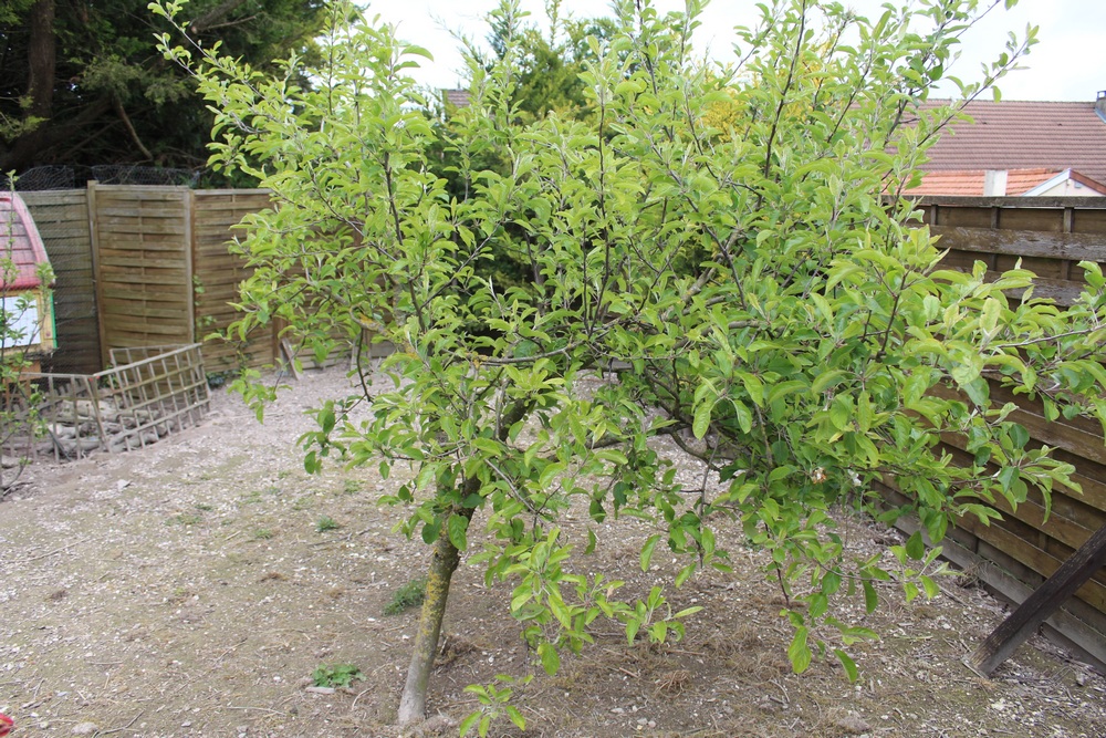 Malus domestica 'Melrose' Hrtu_417