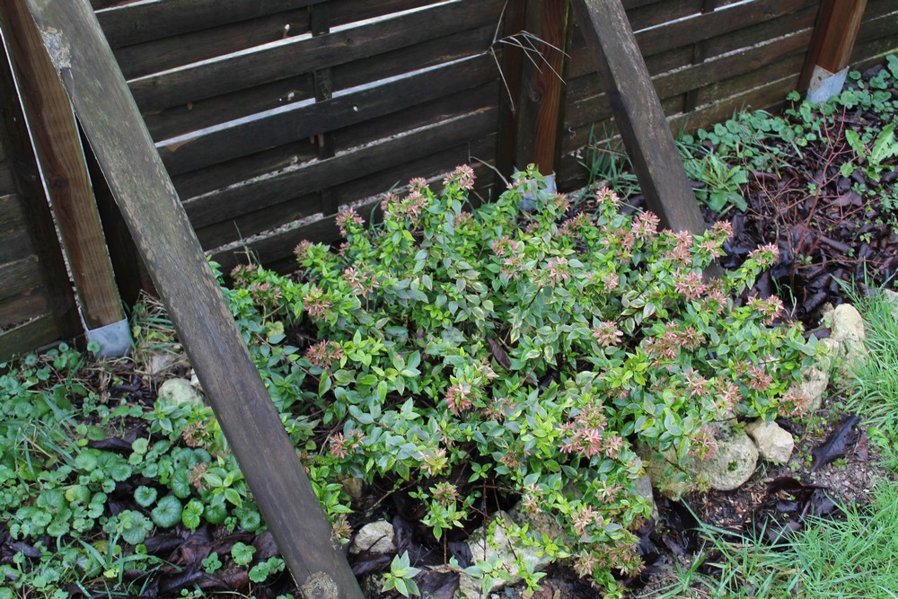 Abelia grandiflora 'Kaleidoscope' Hu_1166