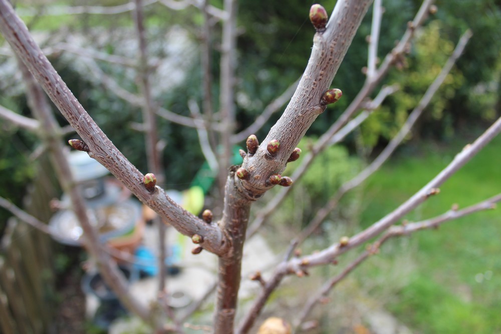 Cerisier espèces d'arbres du genre Prunus de la famille des Rosaceae Hui_1511
