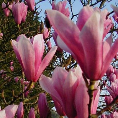 Magnolia 'Heaven Scent' Image18