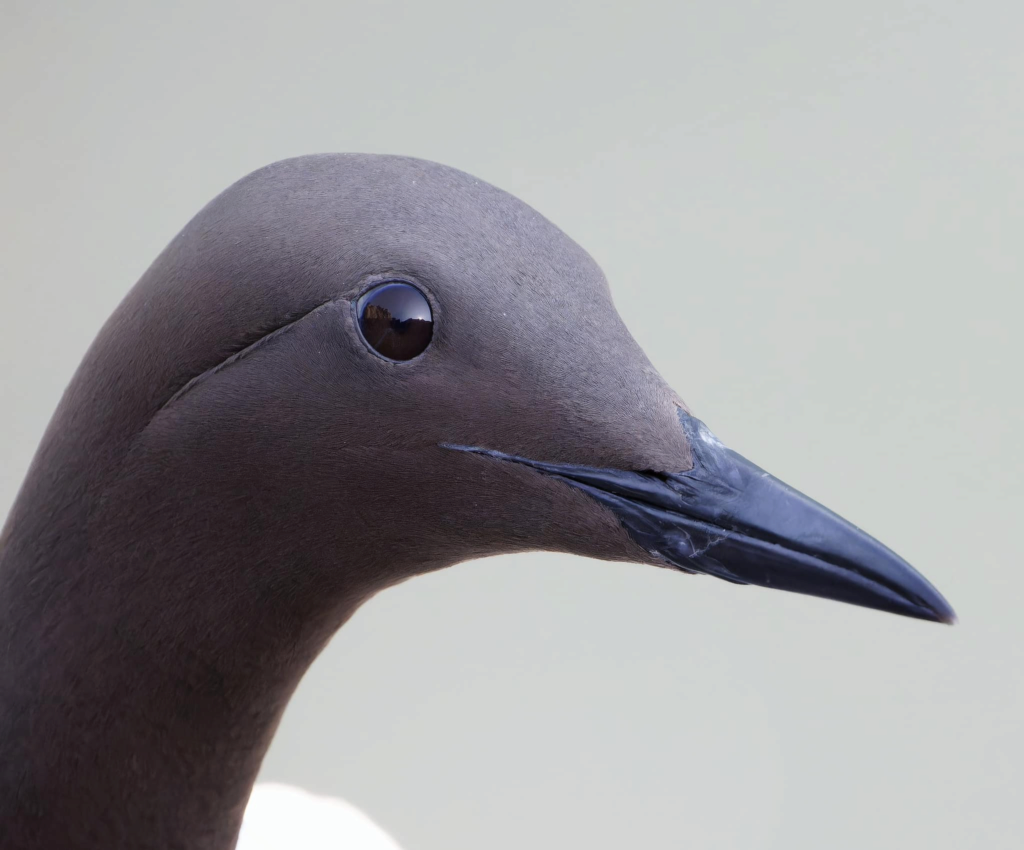 Guillemot de Troïl ou Guillemot marmette Image328