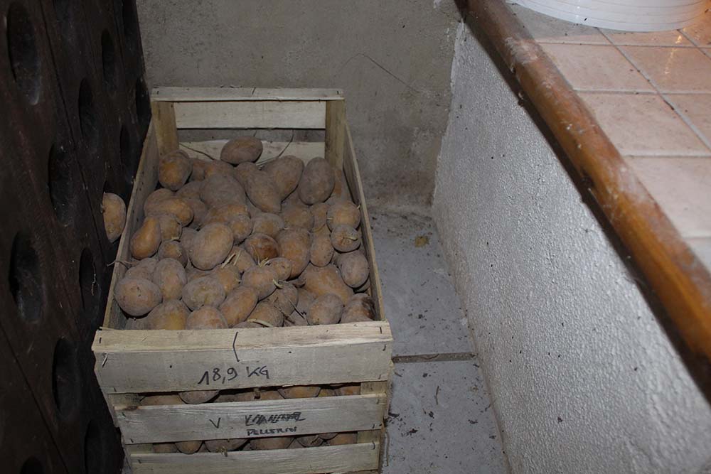 Pommes de terre Img_8021