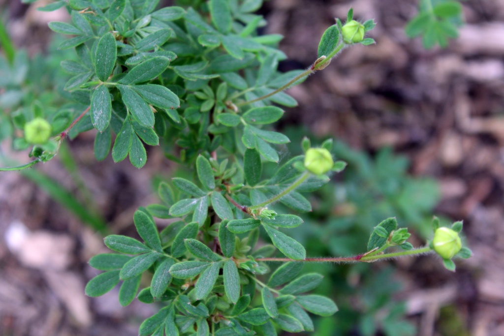 Potentille arbustive [Dasiphora fruticosa] Img_8848