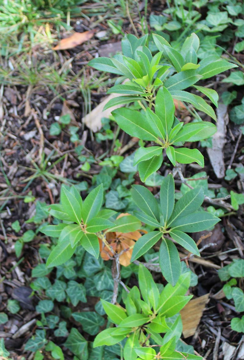 Andromède du Japon 'Forest Flame' Io_610