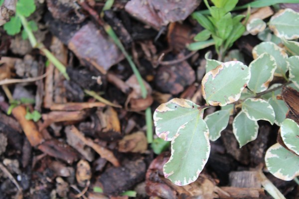 Pittosporum panaché Variegatum Jo_2620