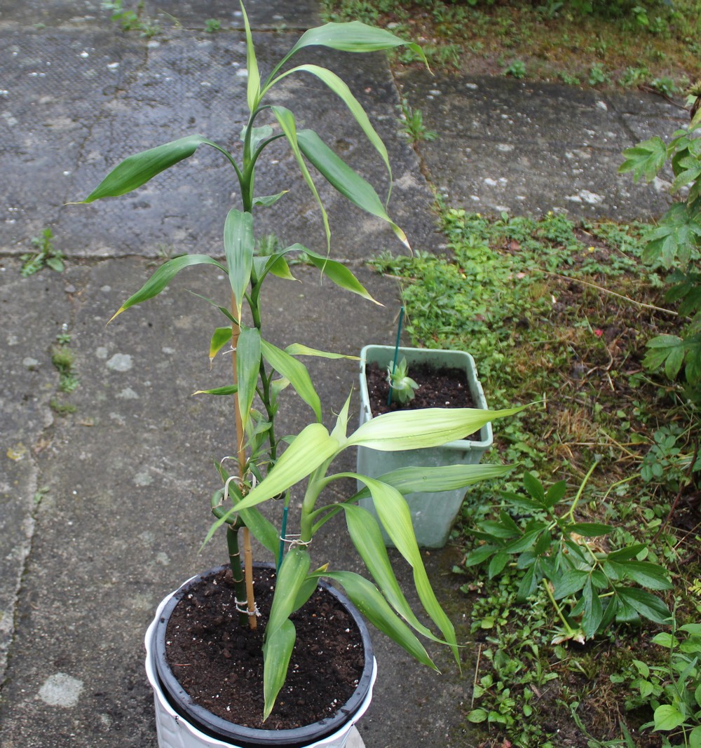 Dracaena sanderiana Lucky bambou Jo_514