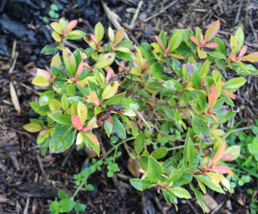 Photinia Chico Jo_6010