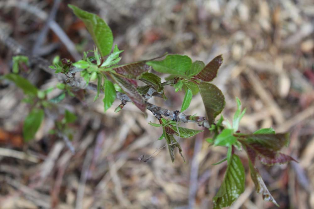 espèces d'arbres du genre Prunus de la famille des Rosaceae Jp_3610