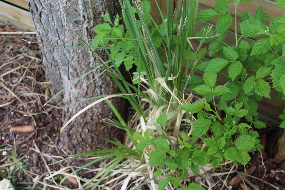 Herbe de la pampa Kop_2310