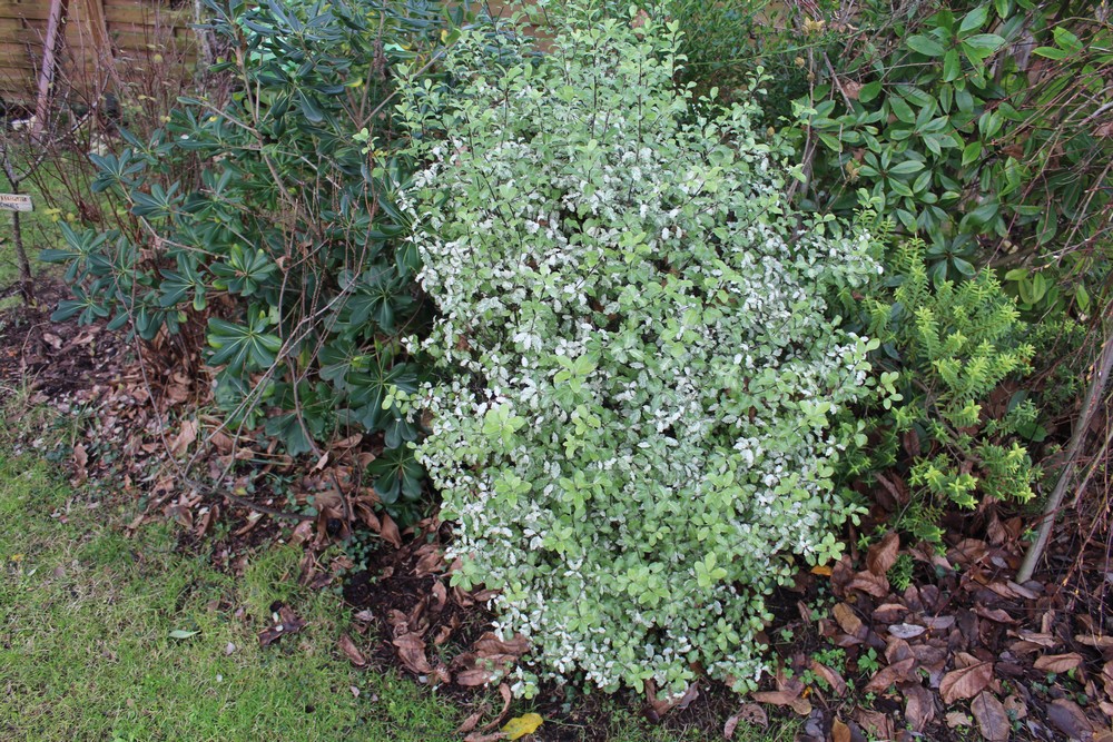 Pittosporum 'Irène Patterson' Lo_2813