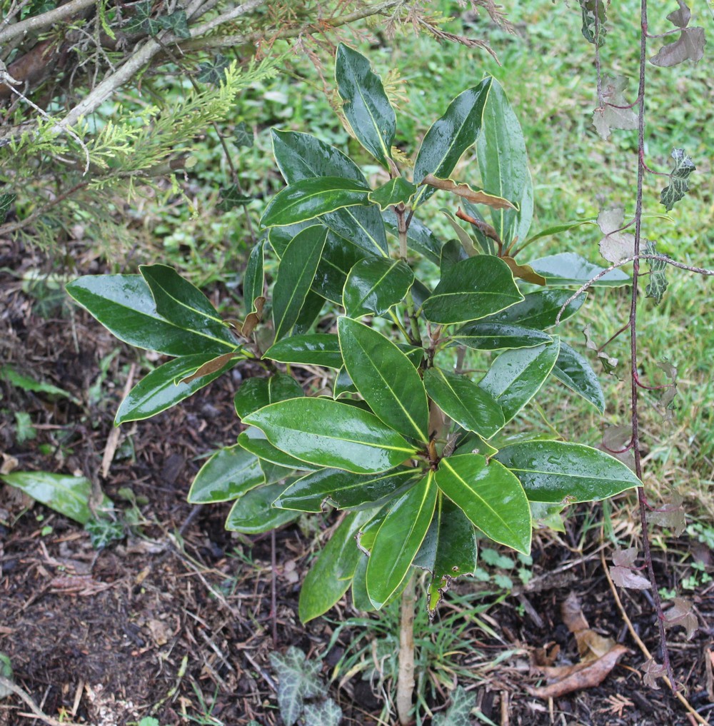 Magnolia persistant 'Little Gem' Lp_2219