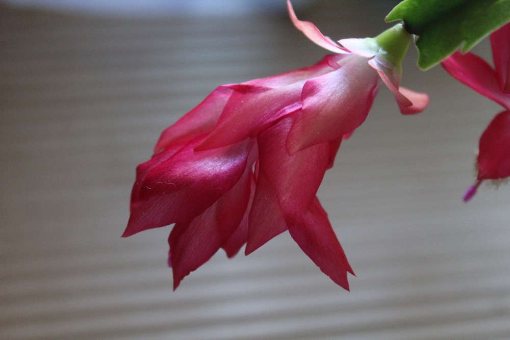 Schlumbergera Moji_510