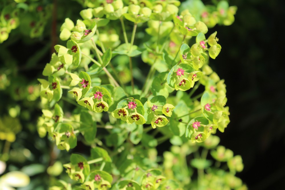 Euphorbia 'Ascot Rainbow' Moji_511