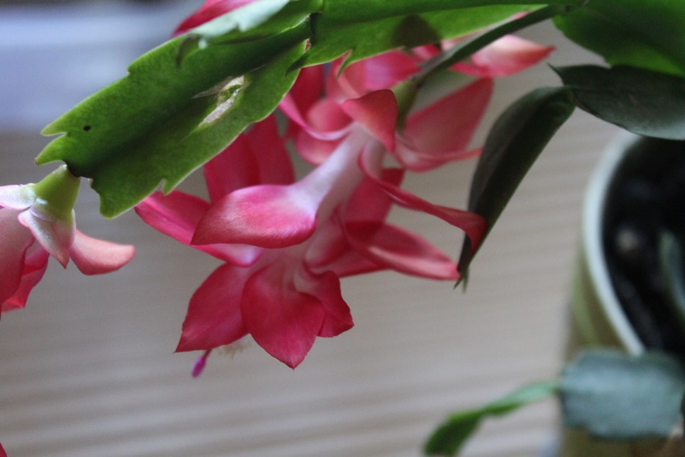 Schlumbergera Moji_610