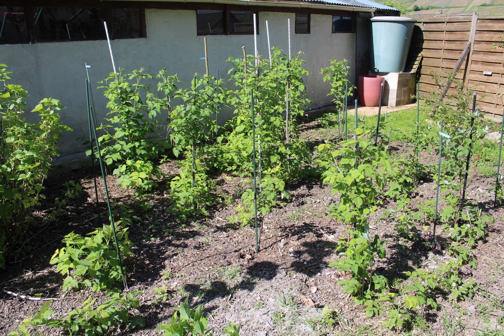 Framboisiers Rubus idaeus 'Aroma Queen'. Variété remontante Moji_620