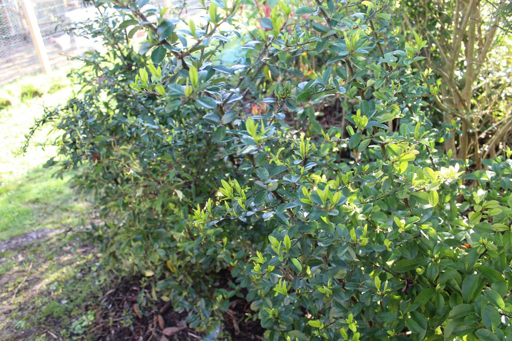 Pyracantha Mpoi_211