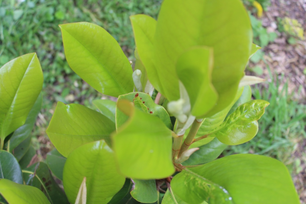 Magnolia persistant 'François Treyves' Op_4310