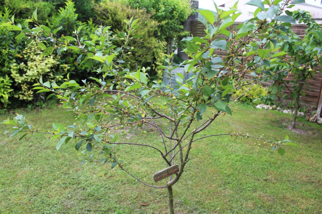 Cerisier espèces d'arbres du genre Prunus de la famille des Rosaceae Op_5210