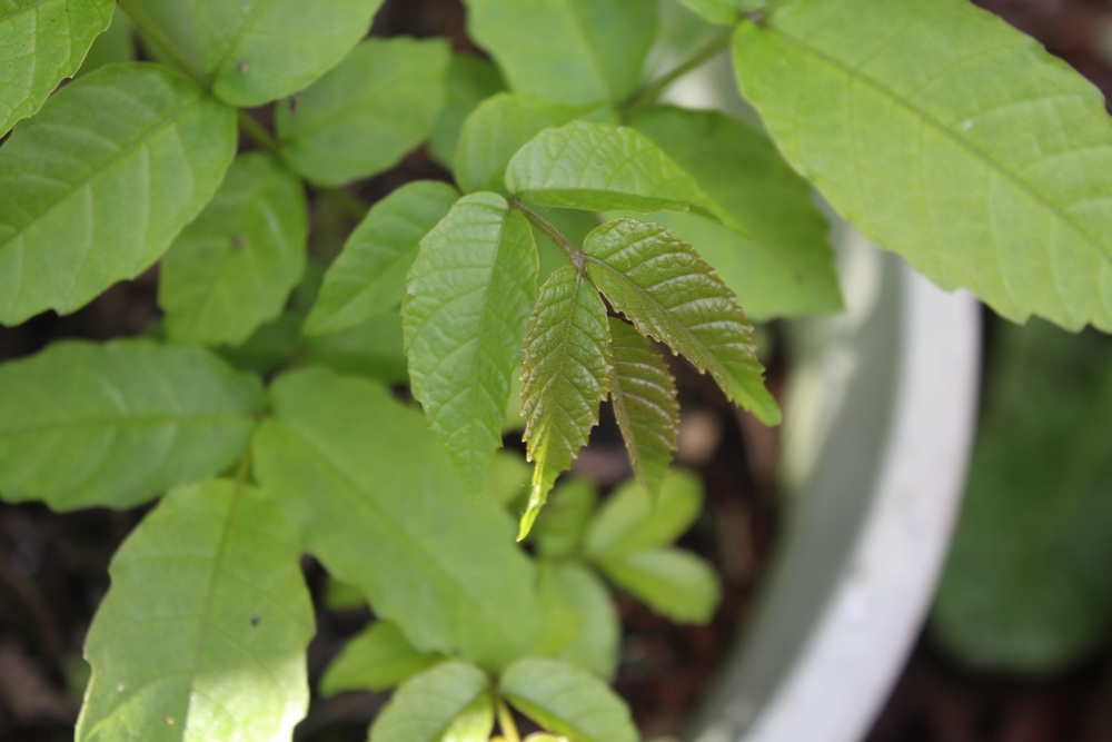 Noyer le jeune [Juglans regia L.]  Poli_316